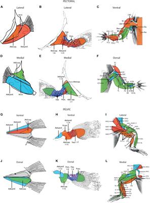 The Evolution of Appendicular Muscles During the Fin-to-Limb Transition: Possible Insights Through Studies of Soft Tissues, a Perspective